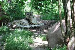 Zoo al Maglio