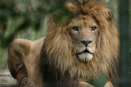 Zoo al Maglio