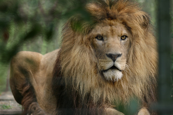 Zoo al Maglio - photo 3