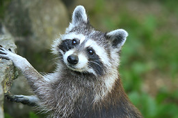 Zoo al Maglio