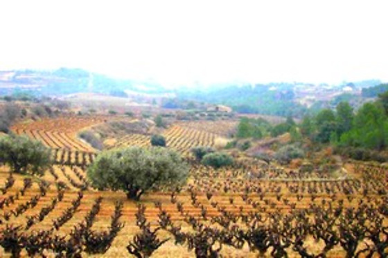 BODEGA MIQUEL JANÉ - photo 13