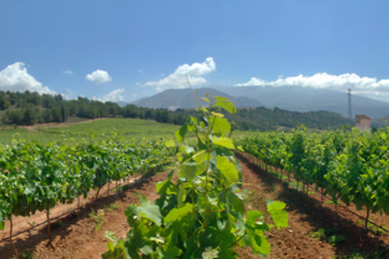 HACIENDA SEÑORÍO DE NEVADA - photo 1