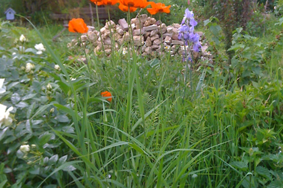 Bonbon Plume - photo 1