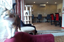 Nekohi Bar à chat Limoges