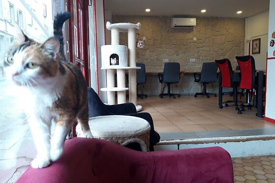 Nekohi Bar à chat Limoges - photo 0