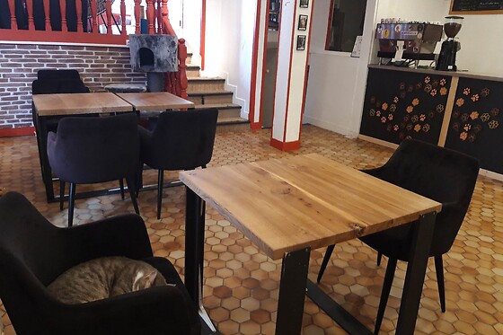 Nekohi Bar à chat Limoges - photo 4