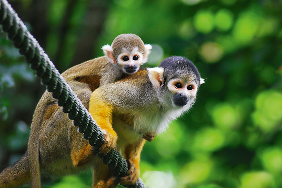 La Vallée des Singes - photo 0
