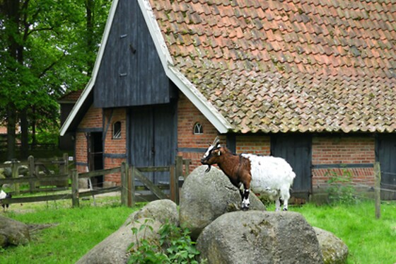 Openlucht Museum Ootmarsum - photo 4