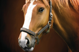 Zucht- und Reitstall Gentinetta
