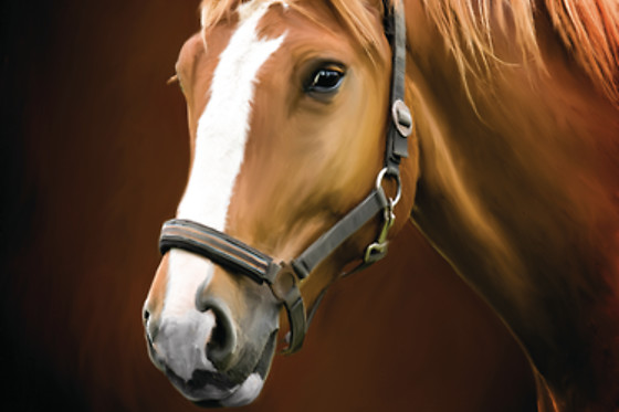 Zucht- und Reitstall Gentinetta - photo 15