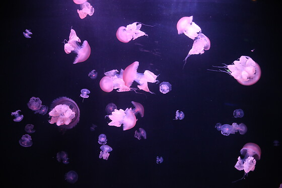 Sortie à l'aquarium pour 2 - L'Aquarium de Paris - Paris (75016)