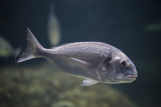 Sortie à l'aquarium pour 2 - L'Aquarium de Paris - Paris (75016)