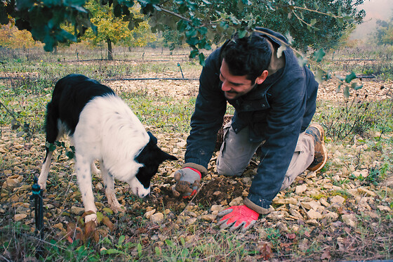 Truffes du Berry - photo 2