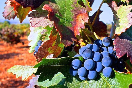 BODEGA LENEUS - photo 3