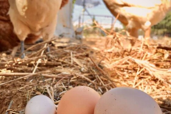 GLOBAL TRIBE BIODYNAMIC ECOVILLAGE - photo 1