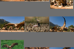 OBSERVATORIO DE AVES MAS DE BUÑOL