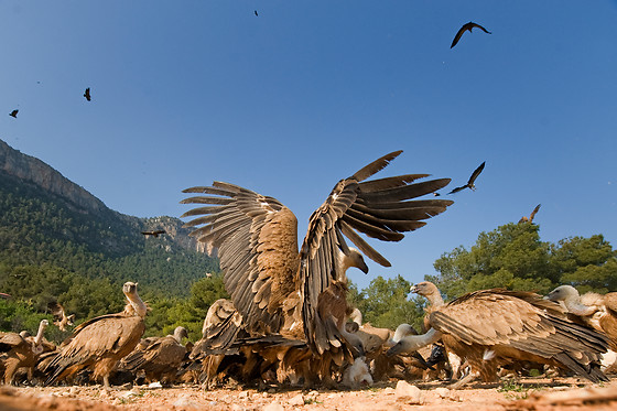 OBSERVATORIO DE AVES MAS DE BUÑOL - photo 0