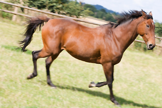 Centre Equestre les Onglous - photo 5