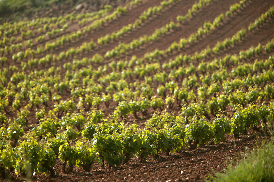 BODEGAS BOCOPA - photo 1