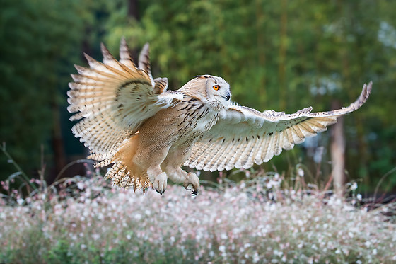 Falconeria Locarno - photo 7