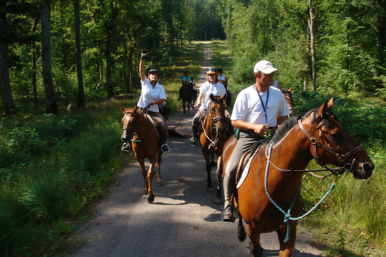 Zucht- und Reitstall Gentinetta - photo 17