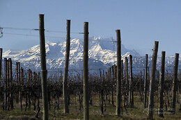 Antichi Vigneti di Cantalupo