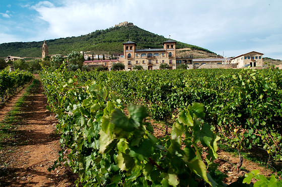 BODEGAS CASTILLO DE MONJARDIN - photo 4
