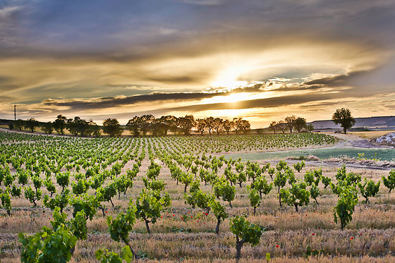 BODEGA FINCA CARDABA - photo 7