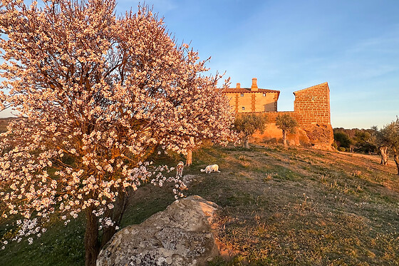 CASTILLO DE CORVINOS - photo 29