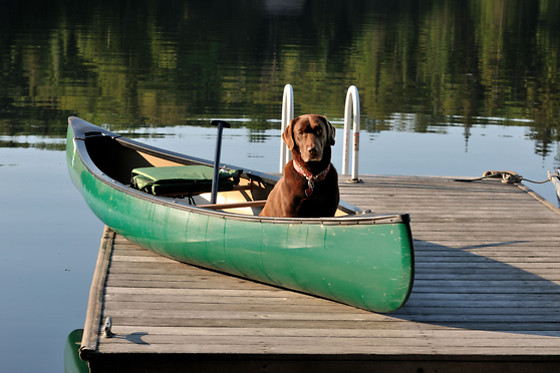 Week-end avec mon chien