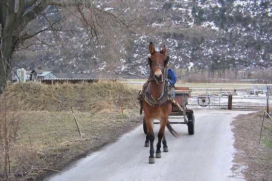 Zucht- und Reitstall Gentinetta - photo 1