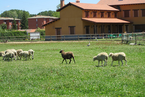 HOSPEDERIA LOS REALES - photo 3