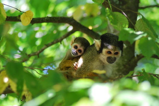 La Vallée des Singes - photo 4