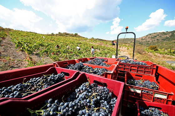 Le domaine Grand Guilhem - photo 7