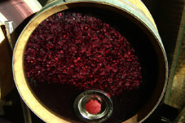 Le domaine Grand Guilhem
