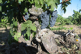 BODEGA EL MOSAICO DE BACO