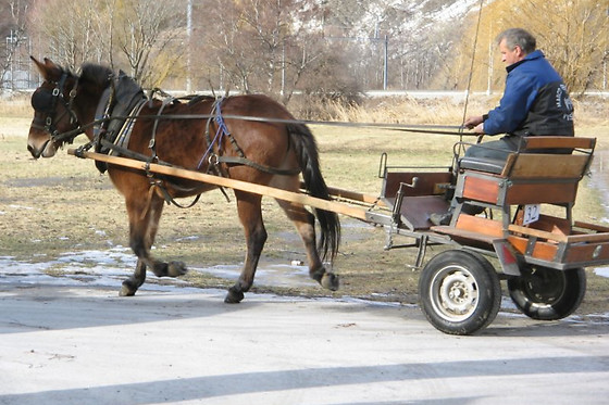 Zucht- und Reitstall Gentinetta - photo 14