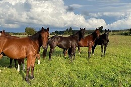 Equicoaching