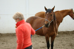 Equicoaching International