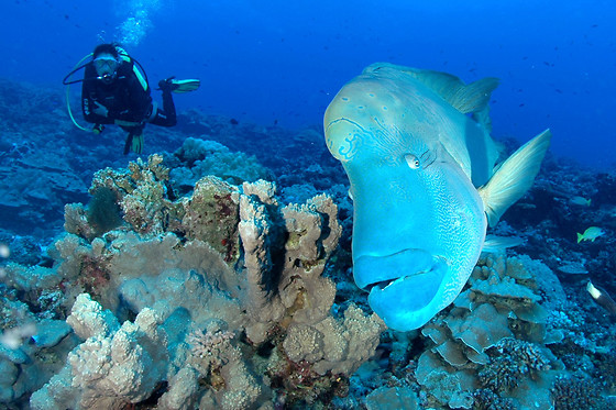 Cours de plongée pour 2 - Abyss Underwater  World Explorers - Louveigné (Liège)