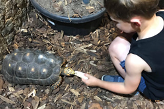 Visite guidée du Reptilarium, manipulation et nourrissage des animaux chez Mike's Reptipark à Tournai (Hainaut)