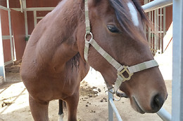 Zucht- und Reitstall Gentinetta