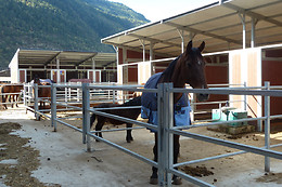 Zucht- und Reitstall Gentinetta