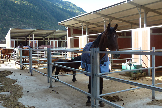 Zucht- und Reitstall Gentinetta - photo 11