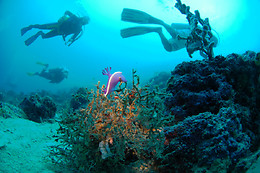 SCUBA PLUS