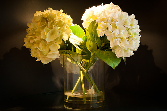 THE HEALTH COMPANY - photo 0