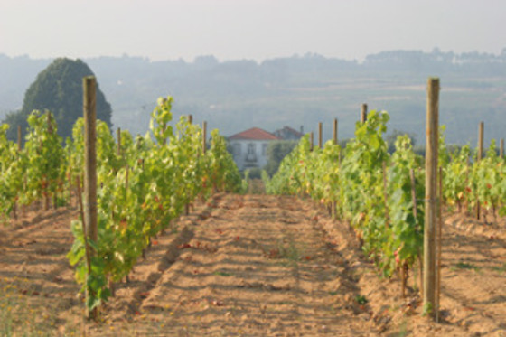 QUINTA DA FATA - photo 6