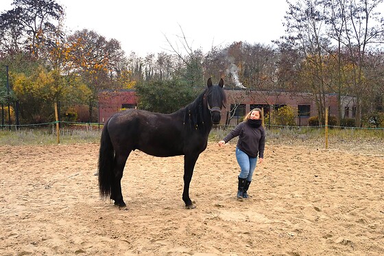 Action Equicoaching - photo 0